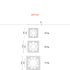 Dryas