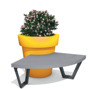 Quarter pink - Gianto